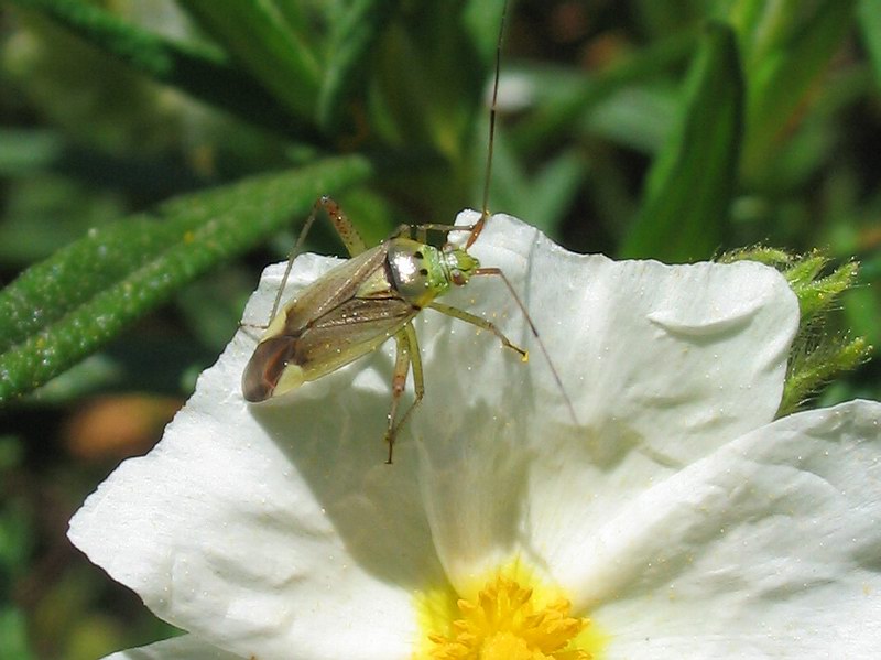 Closterotomus trivialis, C.norwegicus (Heteroptera, Miridae)